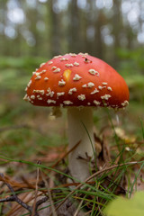 close up of a fly agaric in nature