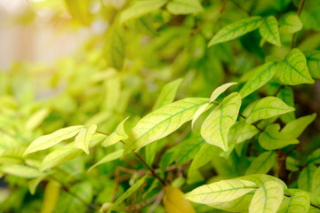 Fototapeta na wymiar Close up nature view of green leaf