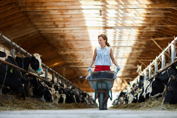 Full length portrait of cheerful young woman pushing cart while working in cow shed at farm, copy...