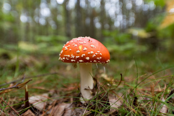close up of a fly agaric in nature