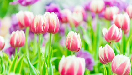 Beautiful bouquet of tulips in the garden ,nature background.