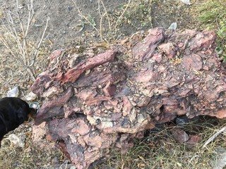 dog, red, stone, texture, 