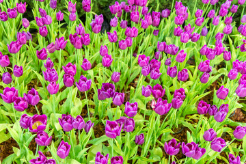 Beautiful bouquet of tulips in the garden ,nature background.