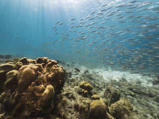 Bait ball at the coral reef in the Caribbean Sea at scuba dive around Curacao /Netherlands Antilles