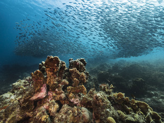 Bait ball at the coral reef in the Caribbean Sea at scuba dive around Curacao /Netherlands Antilles