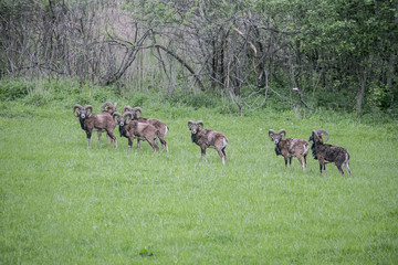 Alfa moufflons on meadow near forest pointing at camera