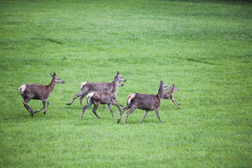 Naklejka na ściany i meble A Flock of deer with summer grazing on green grass field near a forest , a herd of deer running on the open meadow