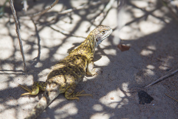 Lizard in the patagonian desert