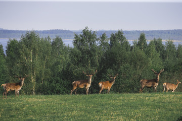 A Flock of deer with summer fur grazing on green grass field near a forest , a herd of deer eating on the open meadow near the lake