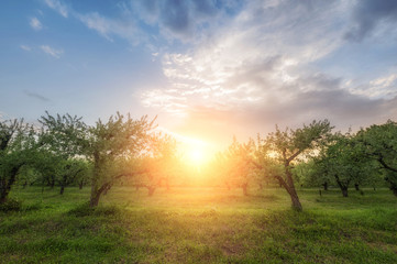 apple garden  at sunset (or sunrise). natiral summer (spring) background