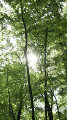 Sun filtered through canopy of trees.