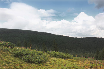 Forest in the mountains. Beautiful sky