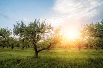 Fototapeta na wymiar apple garden at sunset (or sunrise). natiral summer (spring) background