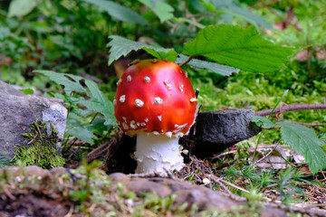 Grzyb muchomor czerwony (Amanita muscaria)