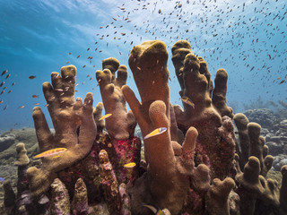 Obraz premium Pejzaż morski rafy koralowej / Morze Karaibskie / Curacao z filarem koralowym, rybami i niebieskim tłem