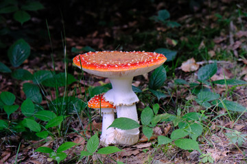 Grzyby  - para muchomorów czerwonych (Amanita muscaria) © Iwona