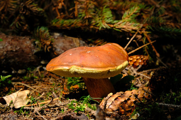 Grzyb podgrzybek brunatny (Imleria badia)