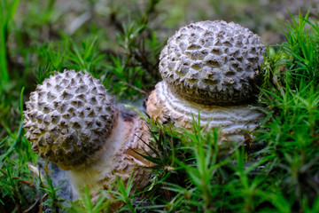Młode grzyby muchomory plamiste (Amanita pantherina)