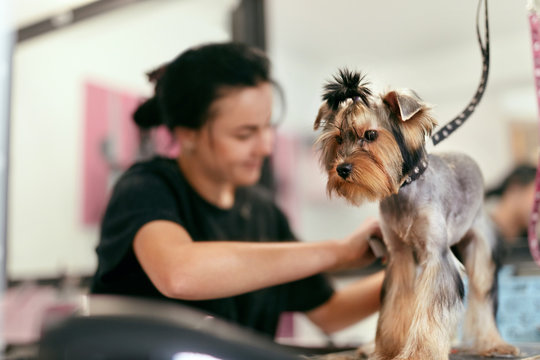 Pet Grooming Salon. Dog Getting Hair Cut At Animal Spa Salon