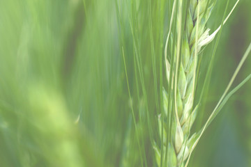 green wheat detail