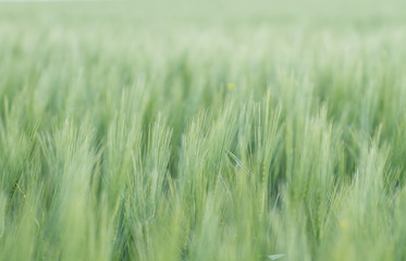 Green wheat filed in the countryside