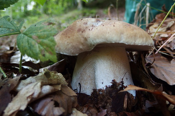 Grzyb borowik szlachetny (Boletus edulis) © Iwona