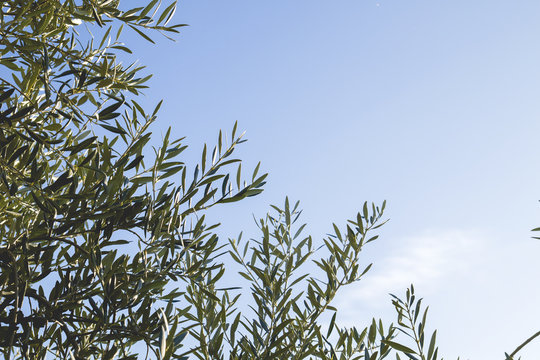 olive tree foliage background