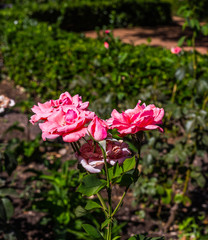 pink roses in a garden