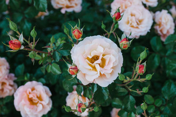 A beautiful bush with roses or wild flowering roses.