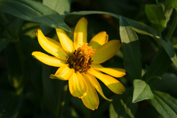 Yellow Flower