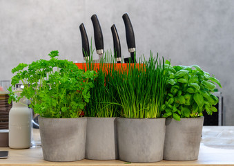 fresh herbs and knifes on table