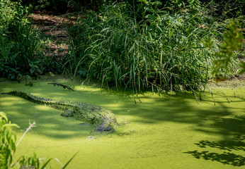 Alligator in Swamp 