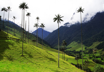 Tall wax palm trees in Cocora Valley, Salento,Quindio, Colombia, South America - obrazy, fototapety, plakaty