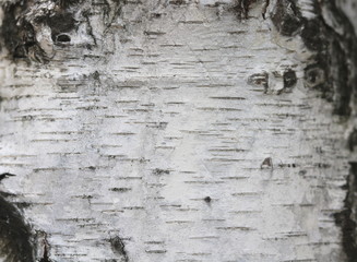 pattern of birch bark with black birch stripes on white birch bark and with wooden birch bark texture