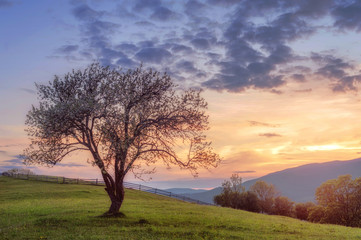 Fototapeta na wymiar amazing view with trees on horizon on sunset. summer landscape. beautiful natural background