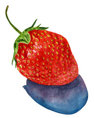 Hand drawn watercolor botanical illustration of strawberry with shadow isolated on white background.