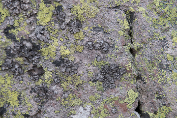 rock with moss