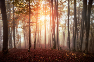  colorful autumn trees in foggy  mystical  forest. natural background .