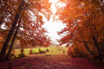  colorful autumn trees in foggy  mystical  forest. natural background .