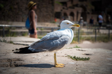 White Seagull Posing 