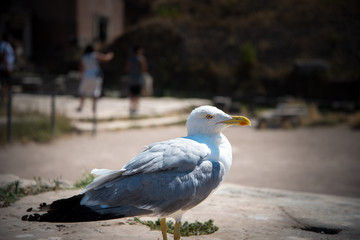 White Seagull Posing 