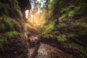 wooden bridge in deep forest. summer landscape. natural background