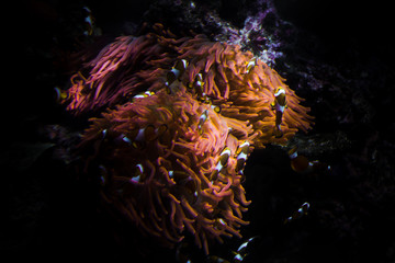 Naklejka na ściany i meble Clownfish colony inside an anemone on the coral reef in Egypt