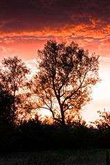 red landscape