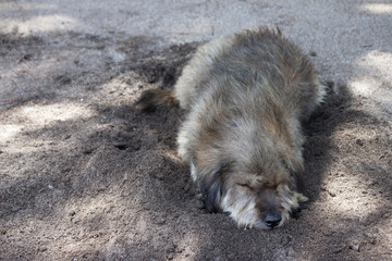 Puffy dog digs a hole lying on the sand happily.