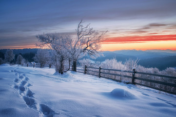 amazing winter landscape. natural background with sunny tree in mountain