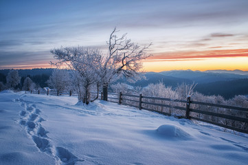 Obraz premium amazing winter landscape. natural background with sunny tree in mountain