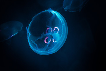 A transparent jellyfish with shades of blue and pink swims in the middle of the sea while on the...
