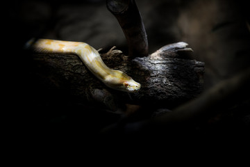 Fototapeta na wymiar A yellow boa constrictor with red eyes resting on a wood waiting for a prey to eat in the dark of the Amazon rainforest