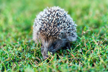 Lovely hedgehog or Erinaceus roumanicus on grass